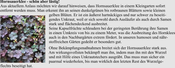 Hornsauerklee - schön aber lästig!Aus aktuellem Anlass möchten wir darauf hinweisen, dass Hornsauerklee in einem Kleingarten sofortentfernt werden muss. Man erkennt ihn an seinen dunkelgrünen bis rotbraunen Blättern sowie kleinen                                                gelben Blüten. Er ist ein äußerst hartnäckiges und nur schwer zu beseiti-                                                gendes Unkraut, weil er sich sowohl durch Ausläufer als auch durch Samen                                                stark und flächendeckend ausbreitet.                                                Seine Kapselfrüchte schleudern bei der geringsten Berührung ihre Samen                                                in einen Umkreis von bis zu einem Meter, was die Ausbreitung des Hornklees                                                auch in den Nachbargärten extrem fördert. In unseren humosen und nähr-                                                stoffreichen Gärten gedeiht er besonders gut.                                                 Ohne Bekämpfungsmaßnahmen breitet sich der Hornsauerklee stark aus.                                                Am wirkungsvollsten bekämpft man ihn, indem man ihn mit den Wurzel                                                und mit Hilfe eines Unkrautstechers ausgräbt. Das muss man sicher ein                                                 paarmal wiederholen, bis man wirklich den letzten Rest des Wurzelge-flechts beseitigt hat.